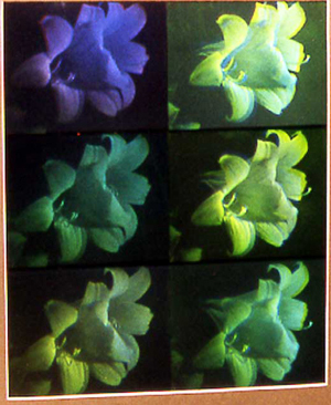 Gorglione's Lily Color Tests reflection holograms all rights reserved